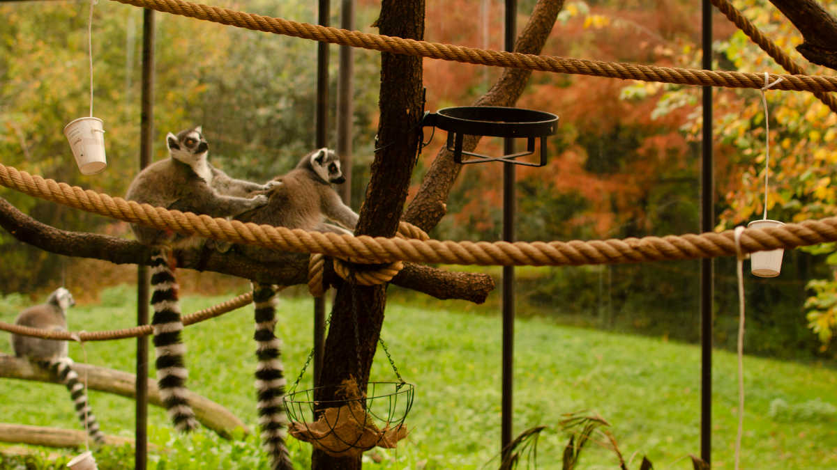 Lemuri catta durante il grooming al Parco Natura Viva di Bussolengo